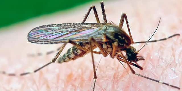 How to protect yourself from mosquitoes, avoid bites, and reduce malaria risk