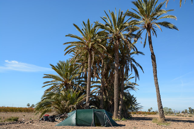 Camping under the palm trees